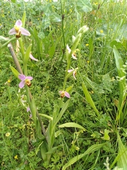 Ophrys apifera