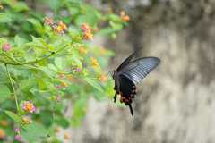 Papilio dialis