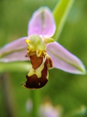 Ophrys apifera