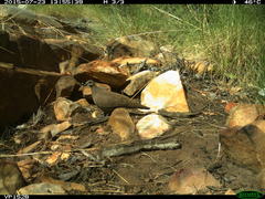 Petrophassa albipennis