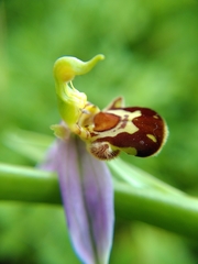 Ophrys apifera