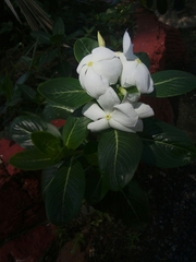 Catharanthus roseus