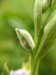 Ophrys apifera