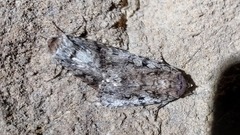 Amphipyra effusa