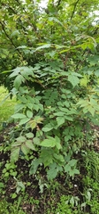 Rubus cockburnianus
