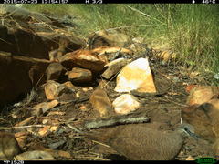 Petrophassa albipennis