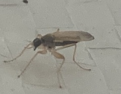 Insecta