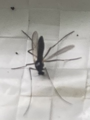Insecta