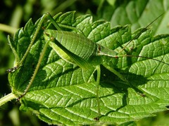 Isophya camptoxypha