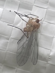 Insecta