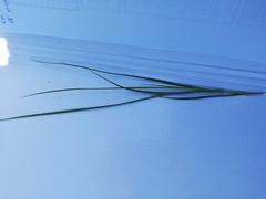 Carex brizoides