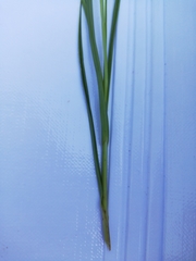 Carex brizoides