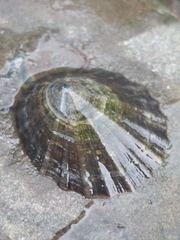 Patella ulyssiponensis