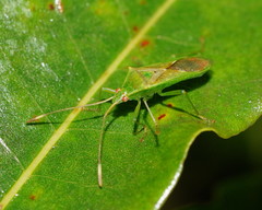 Amblypelta nitida