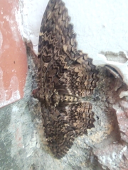 Feigeria scops