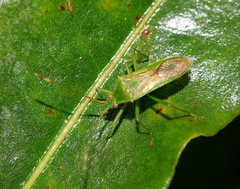 Amblypelta nitida