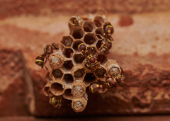 Ropalidia cyathiformis