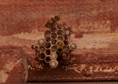 Ropalidia cyathiformis