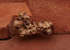 Ropalidia cyathiformis