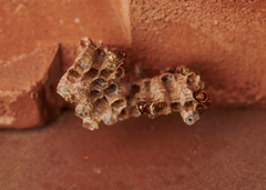 Ropalidia cyathiformis