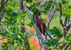 Centropus sinensis parroti