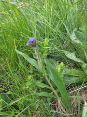 Pulmonaria angustifolia