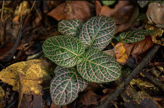 Fittonia