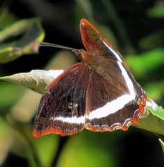 Eurytela hiarbas angustata