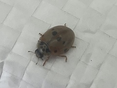 Adalia decempunctata