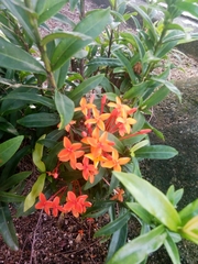 Ixora coccinea