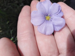 Linum perenne