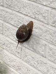 Lissachatina immaculata