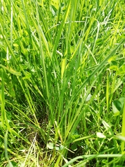 Carex brizoides