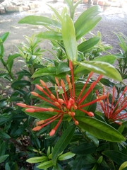 Ixora coccinea