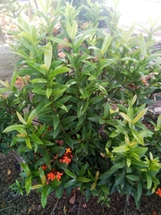 Ixora coccinea