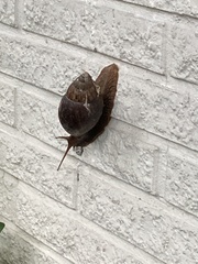 Lissachatina immaculata