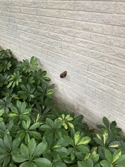 Lissachatina immaculata