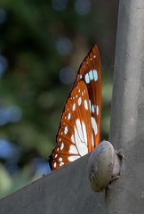 Charaxes wakefieldi
