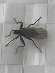 Brachycera