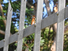 Charaxes wakefieldi