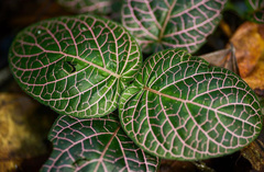 Fittonia