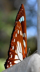 Charaxes wakefieldi