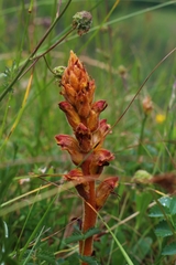 Orobanche gracilis