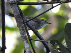 Phylloscopus magnirostris