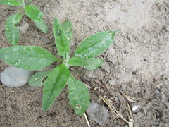 Axyris amaranthoides