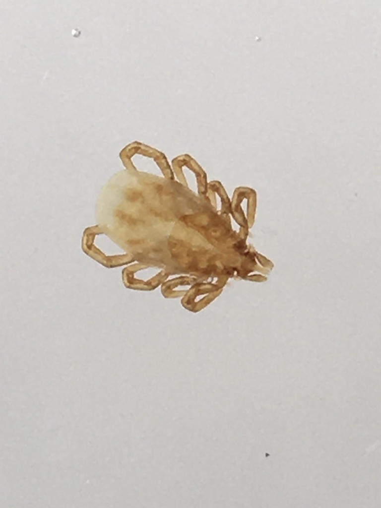 Shrew Tick