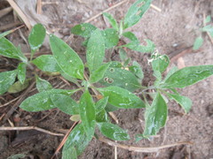 Axyris amaranthoides