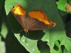 Eurytela dryope angulata