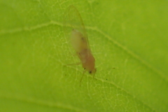 Bactericera minuta