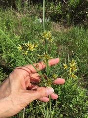 Cyperus oxylepis